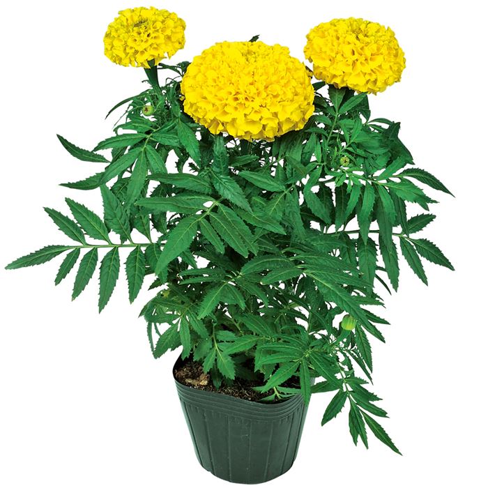 マリーゴールド プラウドマリー イエロー｜種（タネ）,球根,苗,資材
