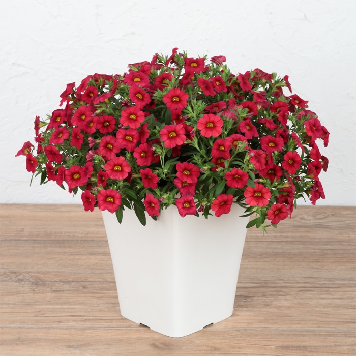 カリブラコア ふわリッチ（R）レッド｜種（タネ）,球根,苗,資材