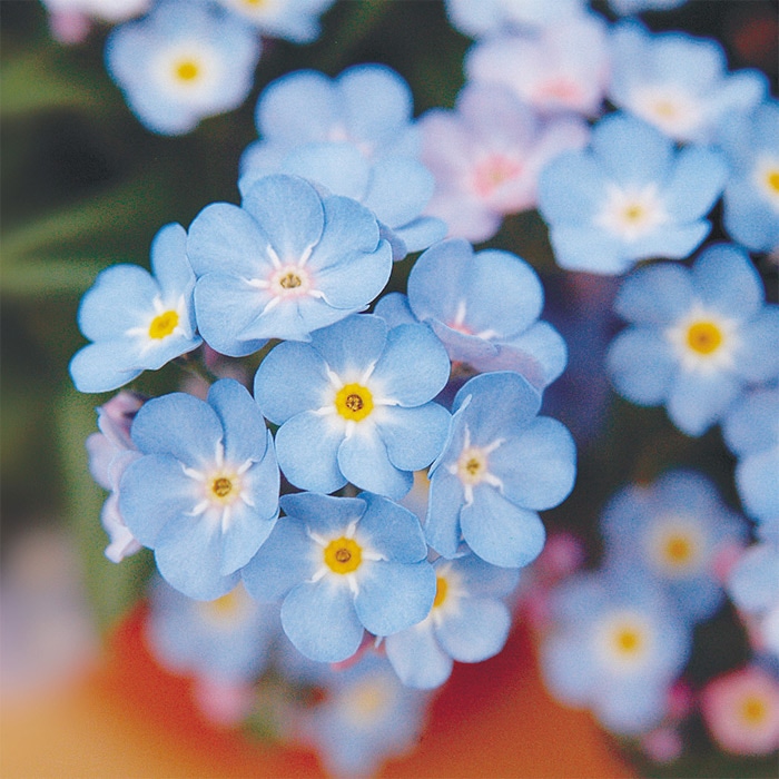 わすれな草 ミオマルク｜種（タネ）,球根,苗,資材,ガーデニンググッズ