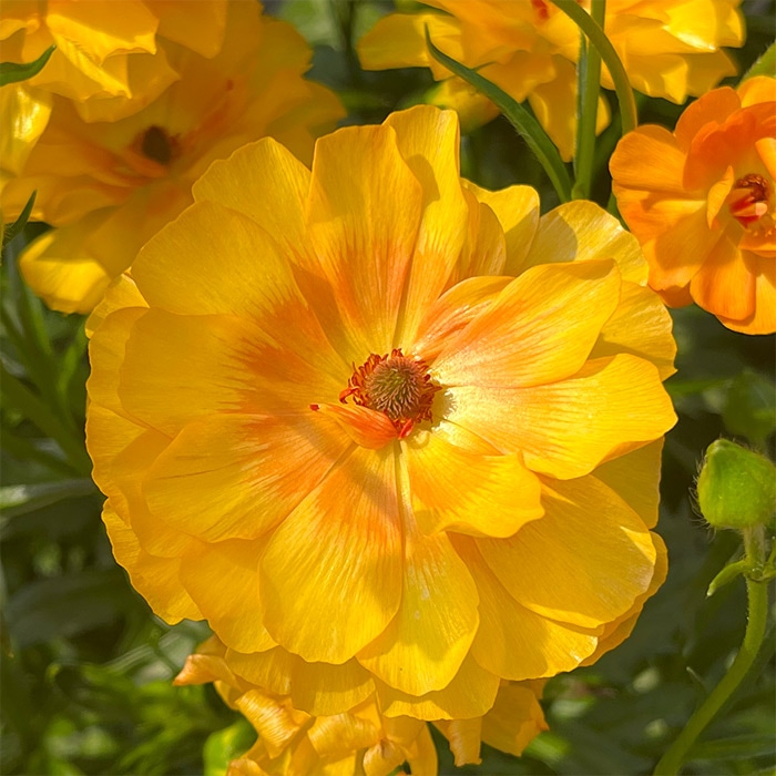 ラナンキュラスラックス イーシス ミネルバ リタイ 3苗 ラナンキュラス