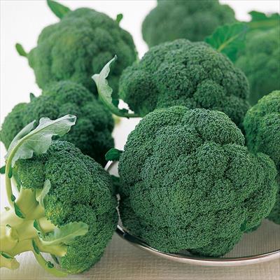 ブロッコリーの種（タネ）｜サカタのタネ オンラインショップ