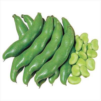 ソラマメ 駒栄｜種（タネ）,球根,苗,資材,ガーデニンググッズの通販は