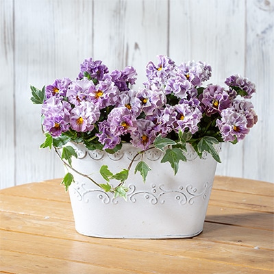 ビオラ ポンゼヴェールCOCO チェリーピンク｜種（タネ）,球根,苗,資材