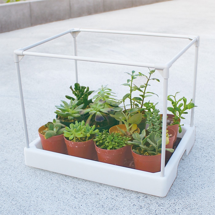 多肉マンション｜種（タネ）,球根,苗,資材,ガーデニンググッズの通販は