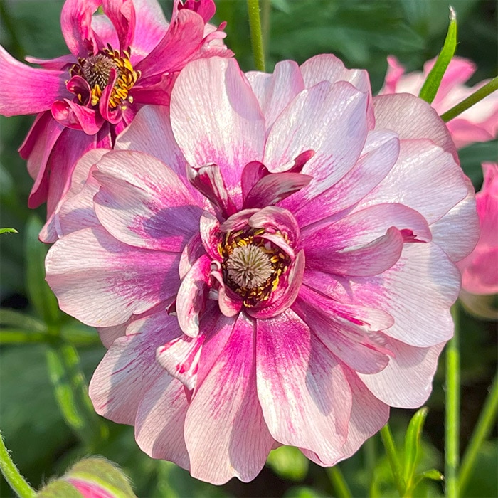 ラナンキュラス ラックス 春色カラー3種セット｜種（タネ）,球根,苗