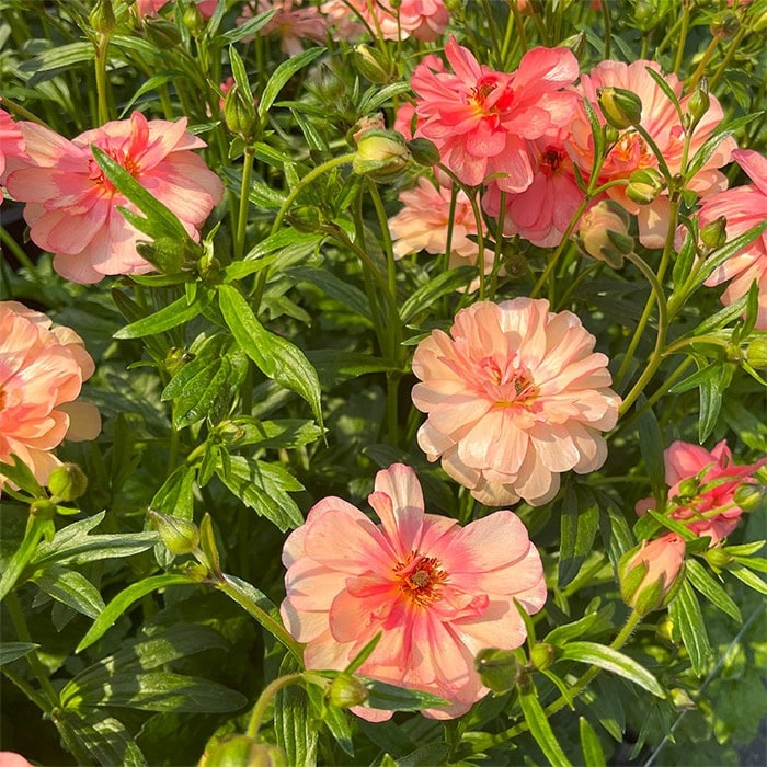 ラナンキュラス ラックス ルージュセット｜種（タネ）,球根,苗,資材