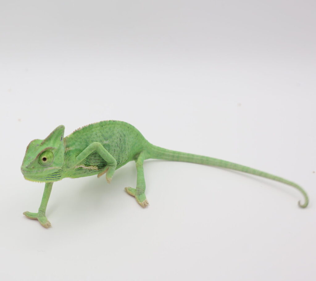 爬虫類専門店_Satisfactory 大阪・梅田