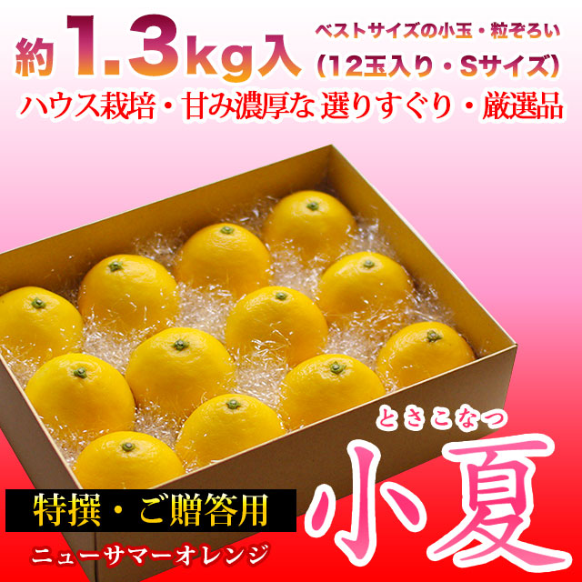 小夏・1.3kg・Sサイズ・贈答用
