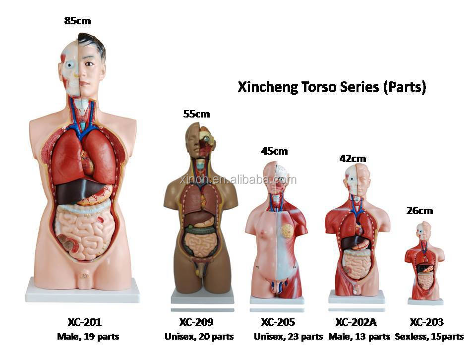 視覚解剖学と生理学、グローバルエディション+マルティーニの人体地図
