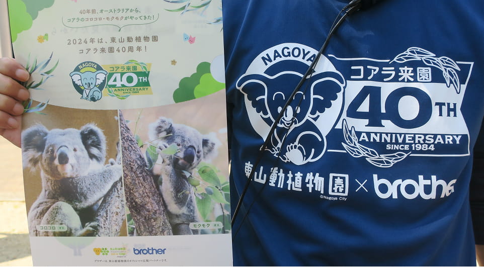 コアラ | ブラザー×東山動植物園 動植物園とSDGs | ブラザーグループ