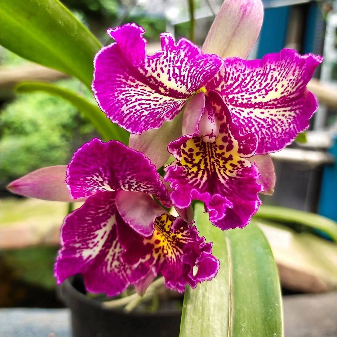 Meloara (Cattleya) Ching Sun Bright Star - fragrant – Secret