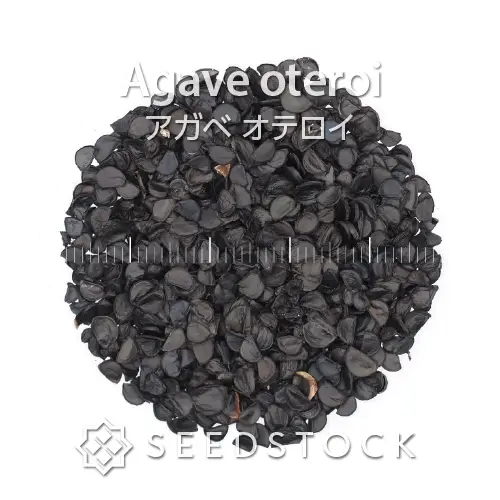 種子] アガベ オテロイ Agave oteroi｜人気品種 希少品種 メキシコ