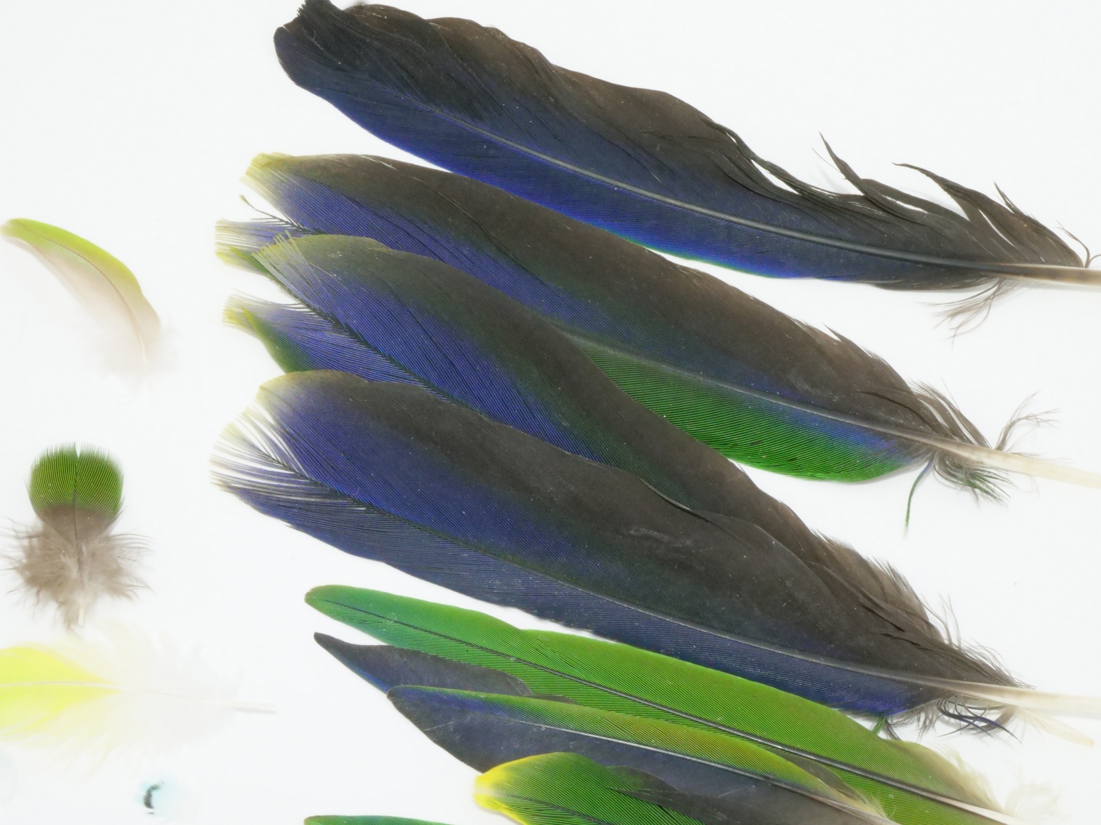 ☆小鳥の羽MIX/100本セット