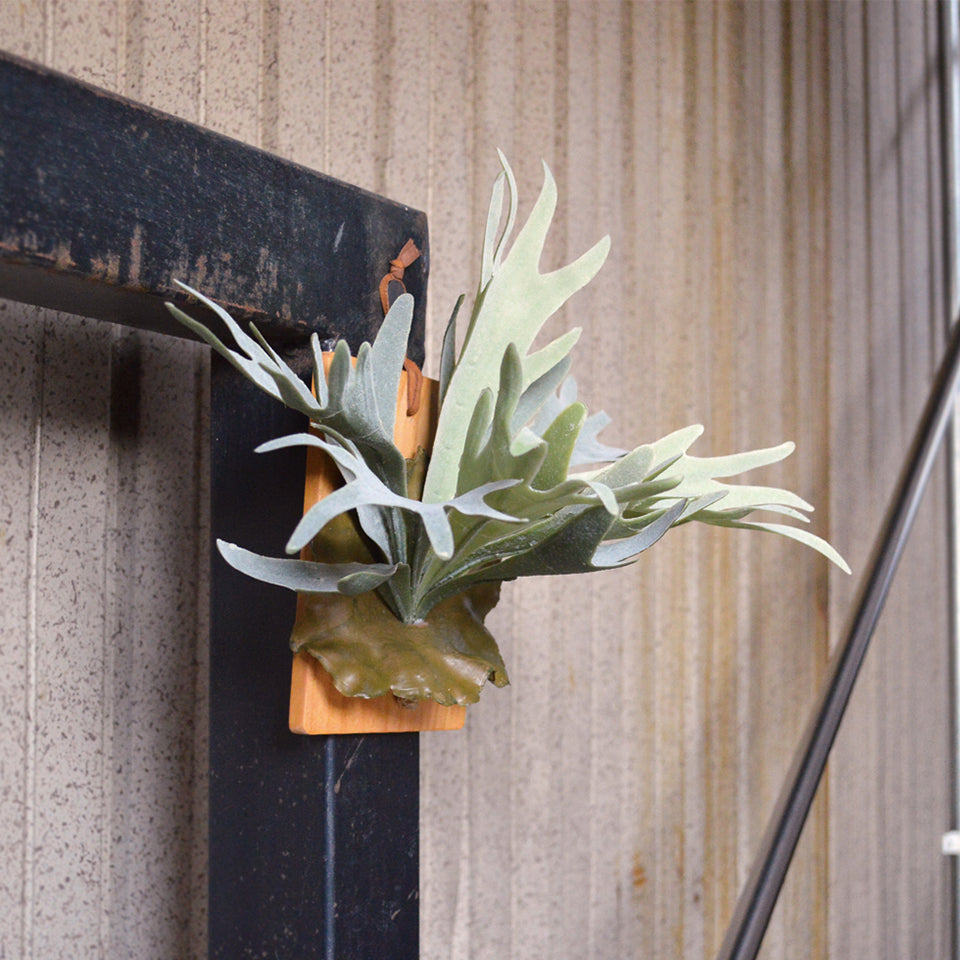 壁掛け コウモリラン インテリアグリーン 光触媒加工 造花