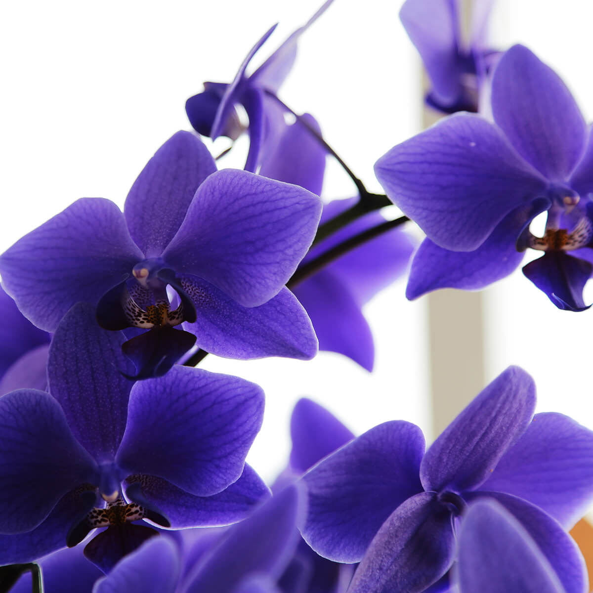 ミディ胡蝶蘭】世界初の青色コチョウラン｜ブルージーン（BLUE GENE