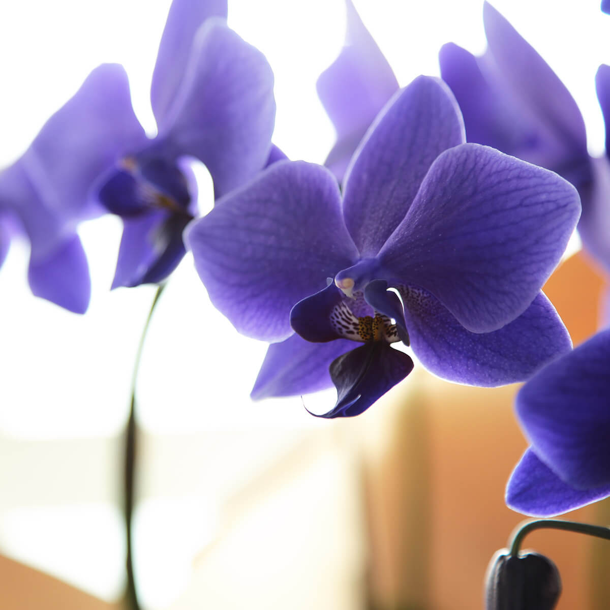 ミディ胡蝶蘭】世界初の青色コチョウラン｜ブルージーン（BLUE GENE