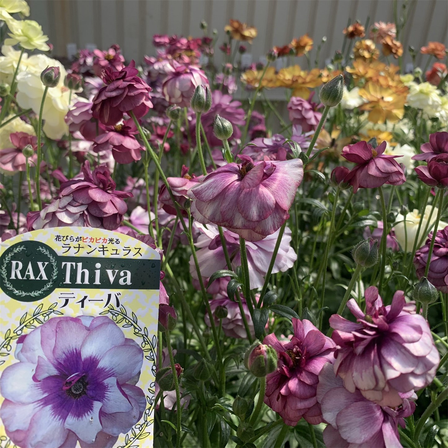 ラナンキュラス ラックス】 ティーバ3.5号 | はなそうにんオゼジュン