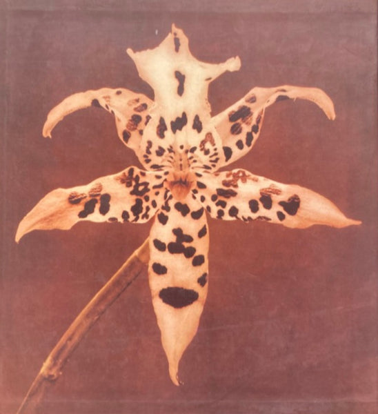 Robert Mapplethorpe, Pistils – Claire de Rouen