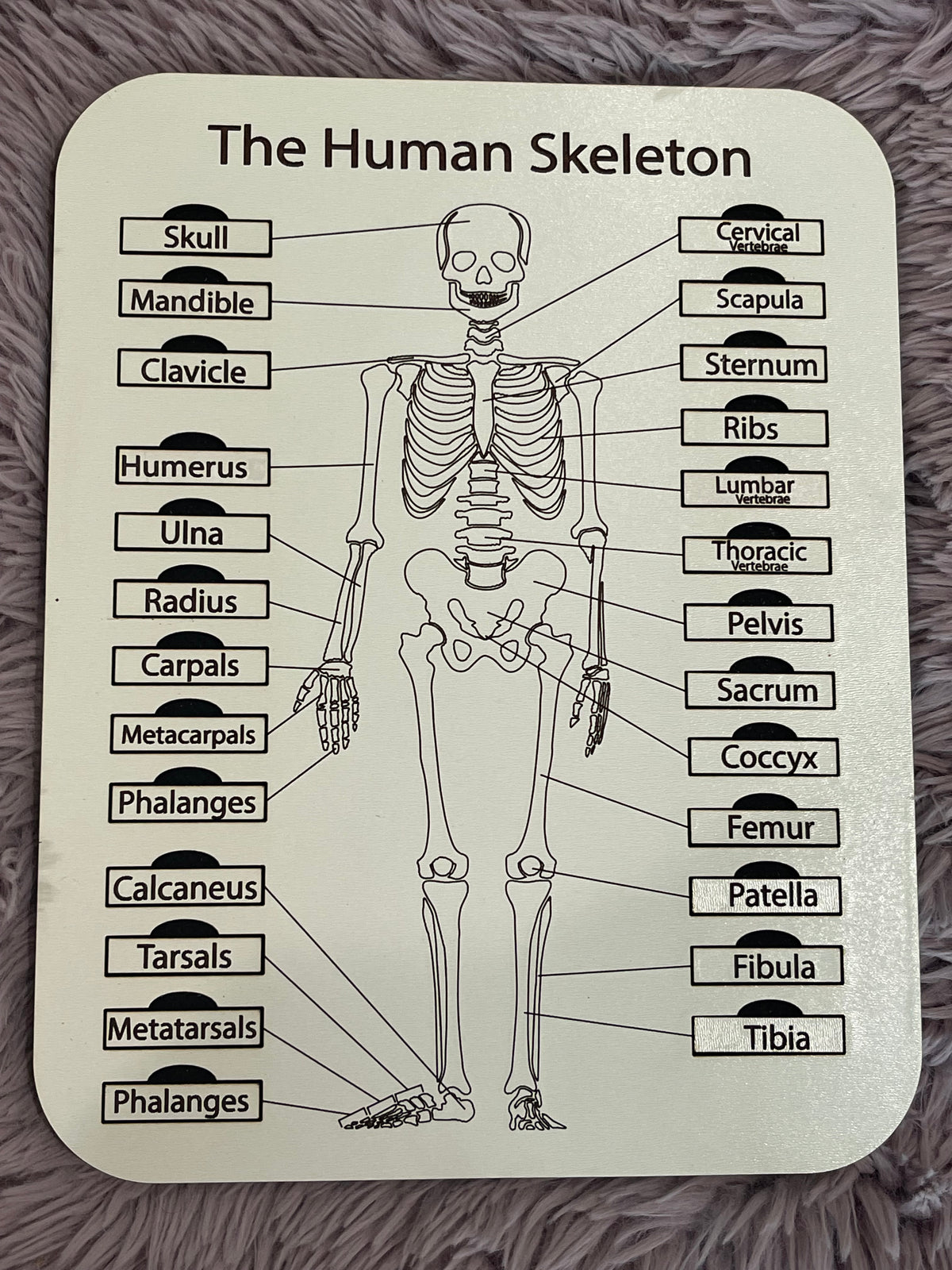 The Human Skeleton – Glowforge Shop