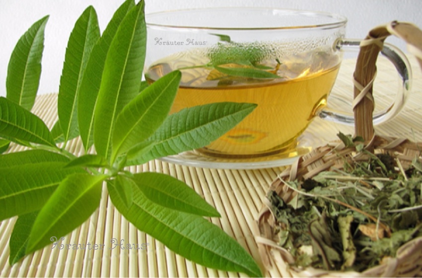 レモンバーべナ（ベルベーヌ） Lemon verbena - ハーブティー