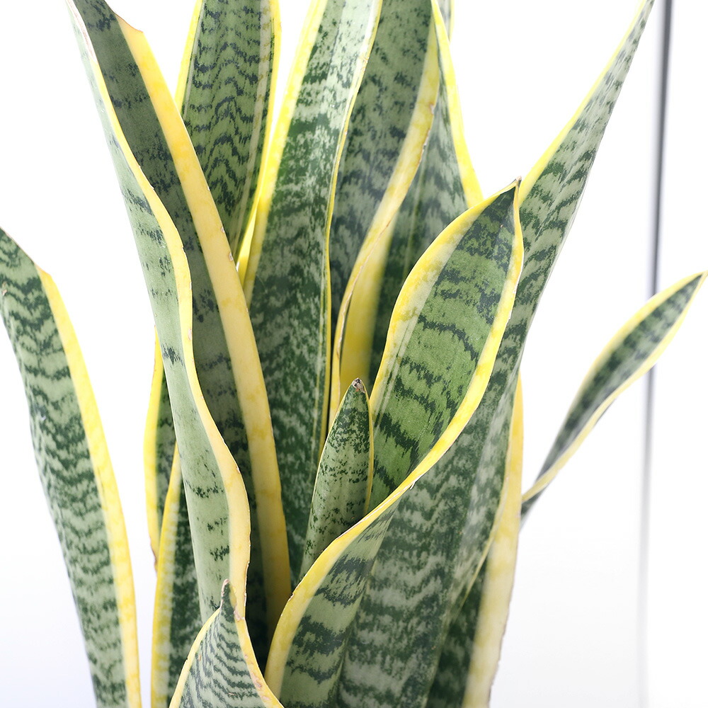 楽天市場】（多肉植物）サンスベリア アブリティアナ 6号（1鉢