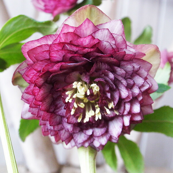 楽天市場】クリスマスローズ ダブル 開花株 多弁ピンクグラデーション