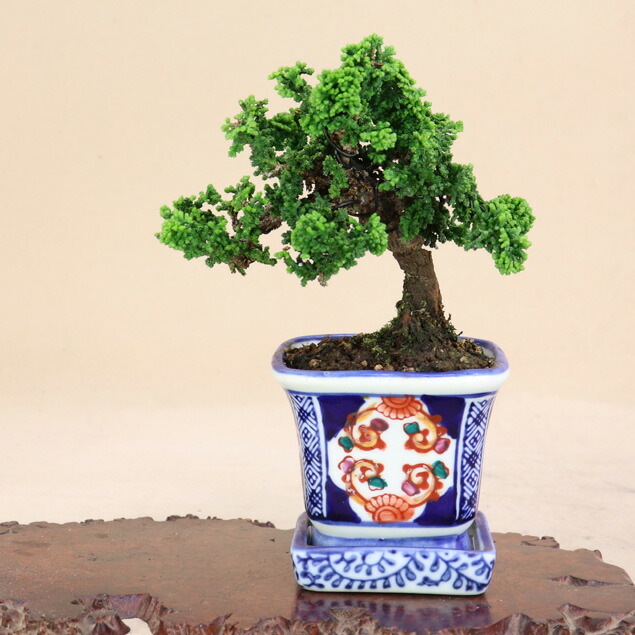 楽天市場】糸魚川真柏 小品サイズ盆栽（素材）プラ鉢【いよじ園