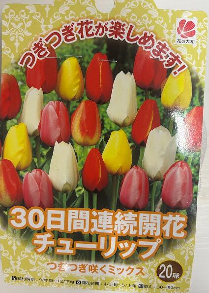 楽天市場】チューリップ球根 20球 つぎつぎ咲くミックス 30日連続開花