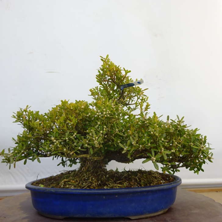 楽天市場】苗：台湾つげ*タイワンツゲ : 遊恵盆栽 楽天市場店