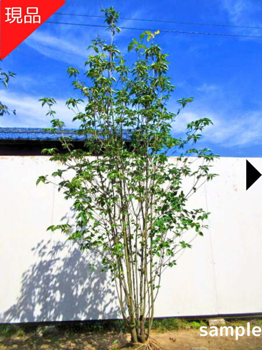 楽天市場】ハイノキ 株立樹高1.8m前後(根鉢含まず)シンボルツリー 庭木