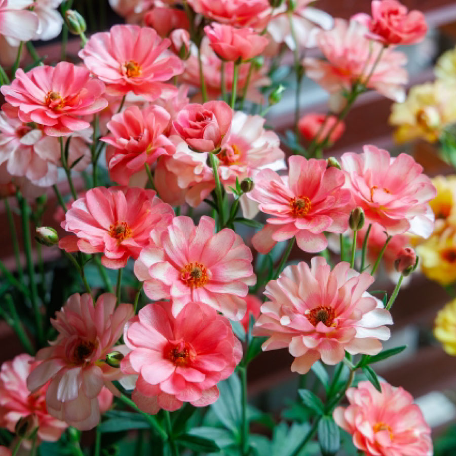 楽天市場】ラナンキュラス ラックス 5号鉢 アウラ エリス ティーバ