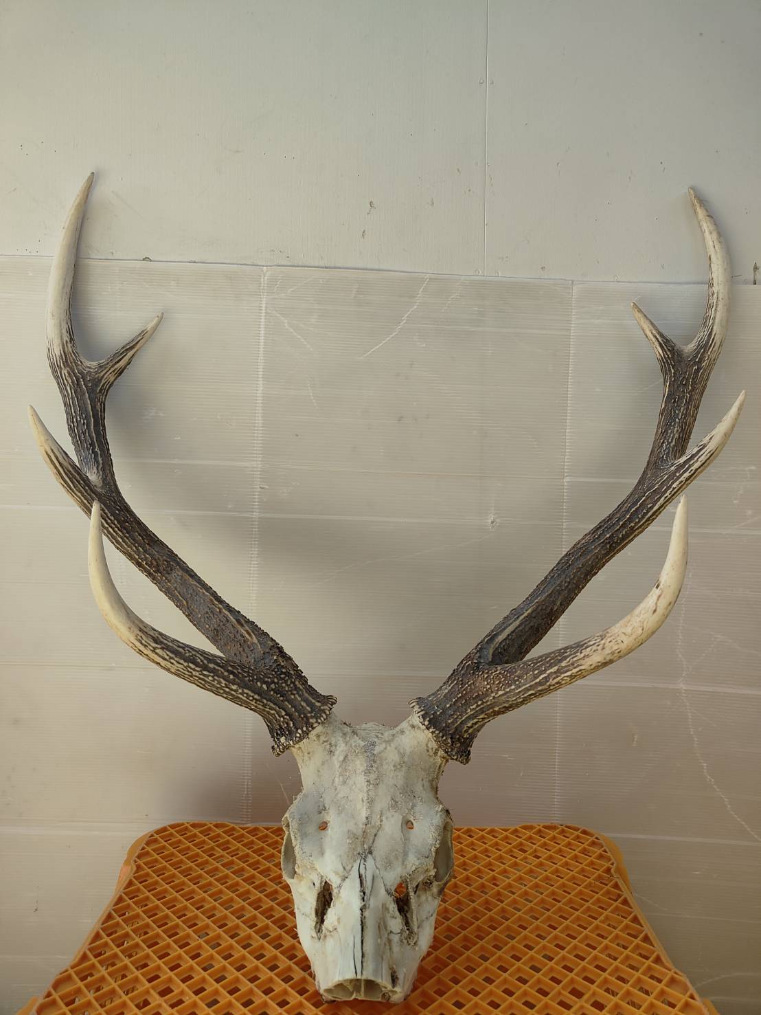 楽天市場】【ふるさと納税】角付き鹿スカル / スカルトロフィー 鹿