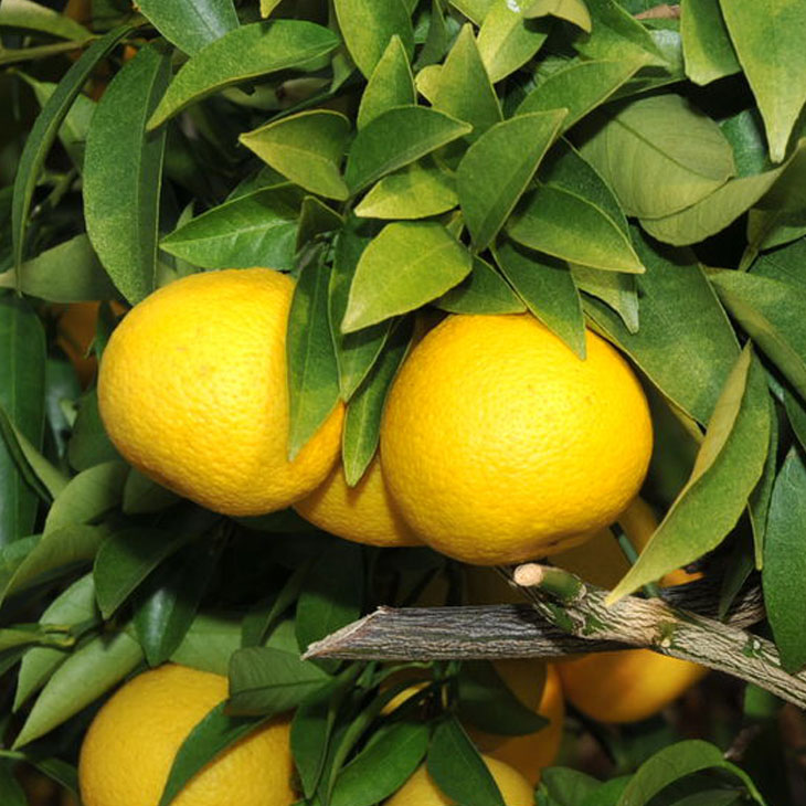 楽天市場】オレンジ 苗木 【黄金柑 （おうごんかん）】 3年生 接ぎ木