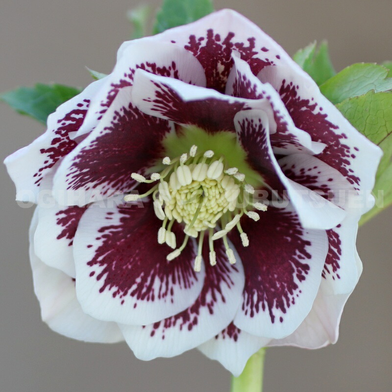 楽天市場】クリスマスローズ 多弁ダブル アプリコット ピコティ系 大苗