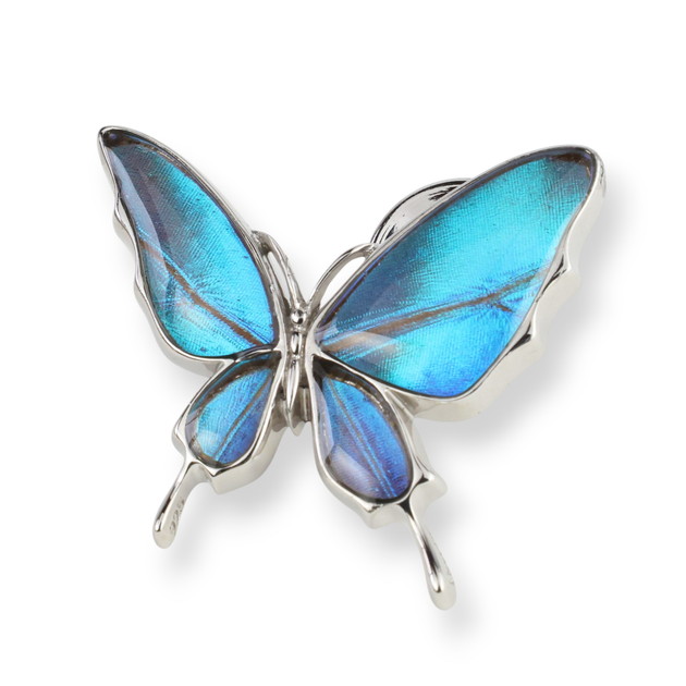 楽天市場】【スーパーセール◇10%OFF】（Psyche/現品) 本物の蝶の翅