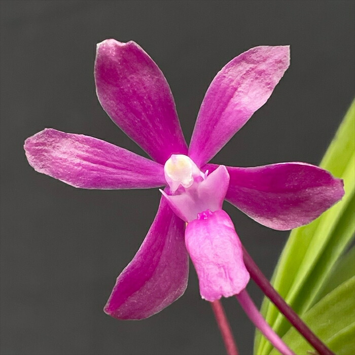 楽天市場】洋ラン バンダ サンチャイゴールドスポット 幼苗 吊り 洋蘭