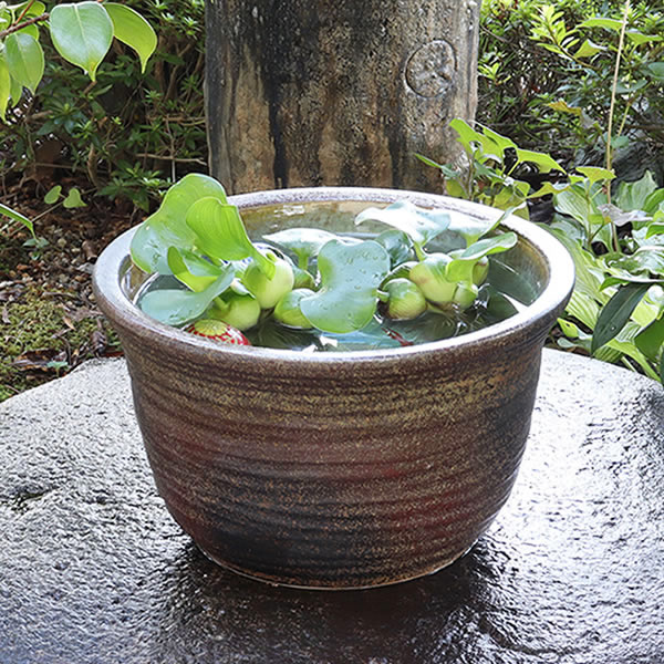 楽天市場】【38時間限定20%OFFクーポン配布中】睡蓮鉢 メダカ鉢 めだか