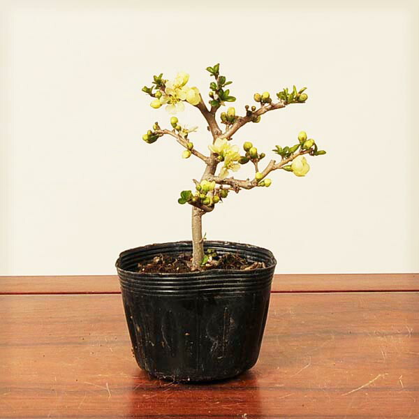 楽天市場】庭木・植木：一才ヒトツバタコ（なんじゃもんじゃの木