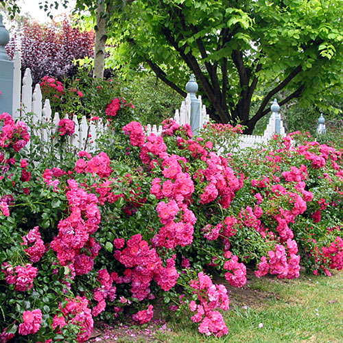 バラ・フラワーカーペット(R)ローズ ピンク| 種・苗・ガーデニング用品