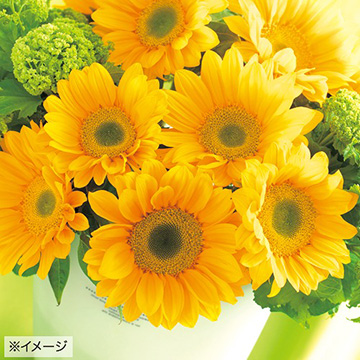 ひまわり・F1サンリッチ フレッシュオレンジα| 種・苗・ガーデニング