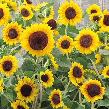 矮性ひまわり・F1セミドワーフオレンジマホガニーバイカラー| 種・苗