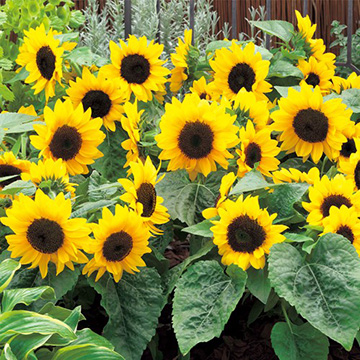 徳用 テーブルひまわり・F1スマイルラッシュ| 種・苗・ガーデニング