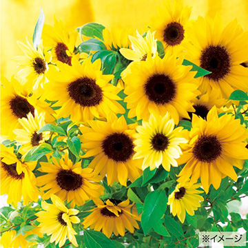 785-FHM519.jpg?202602031613