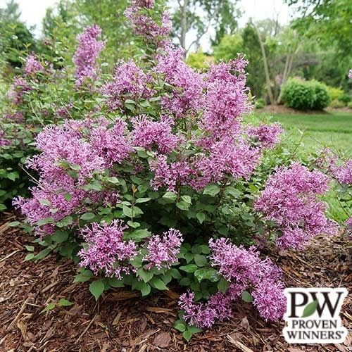 姫ライラック・ドワーフパープル 農水省品種登録出願中（品種名