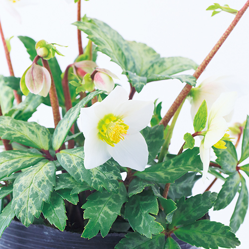 クリスマスローズ・カップ咲きセミダブルホワイト| 種・苗