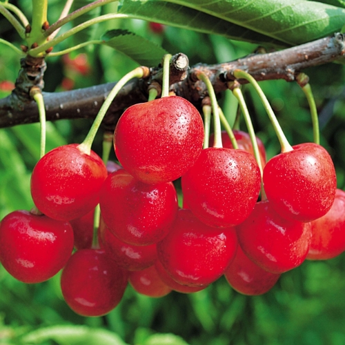 サクランボ・元祖佐藤錦| 種・苗・ガーデニング用品の【タキイネット通販】