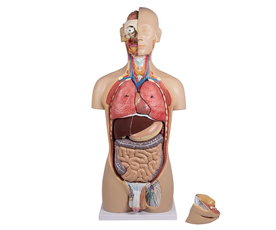 人体模型の通販ならシモジマ【公式】