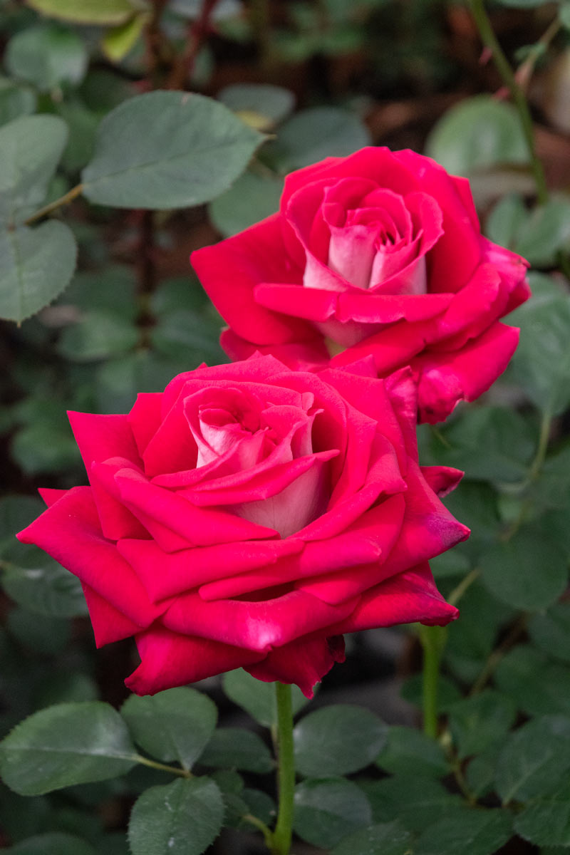 オジリア｜バラ苗の通販の篠宮バラ園