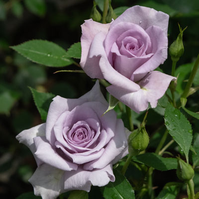 ローズ シナクティフ｜バラ苗の通販の篠宮バラ園