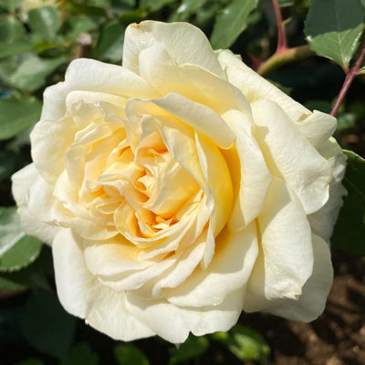 冬季限定 自家製の台木｜バラ苗の通販の篠宮バラ園